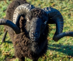 Embracing Your Inner Black Sheep